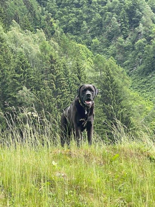 Large Peaceful For Mountain Adventures! Perfect For Flegere And Grand Montet Skiing Chalet Chamonix