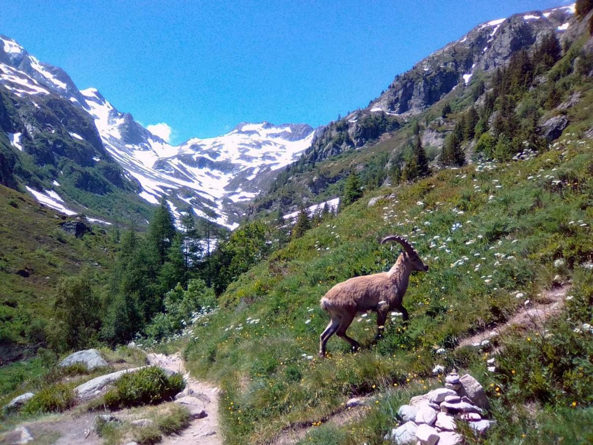 Pyrene Mont-blanc *