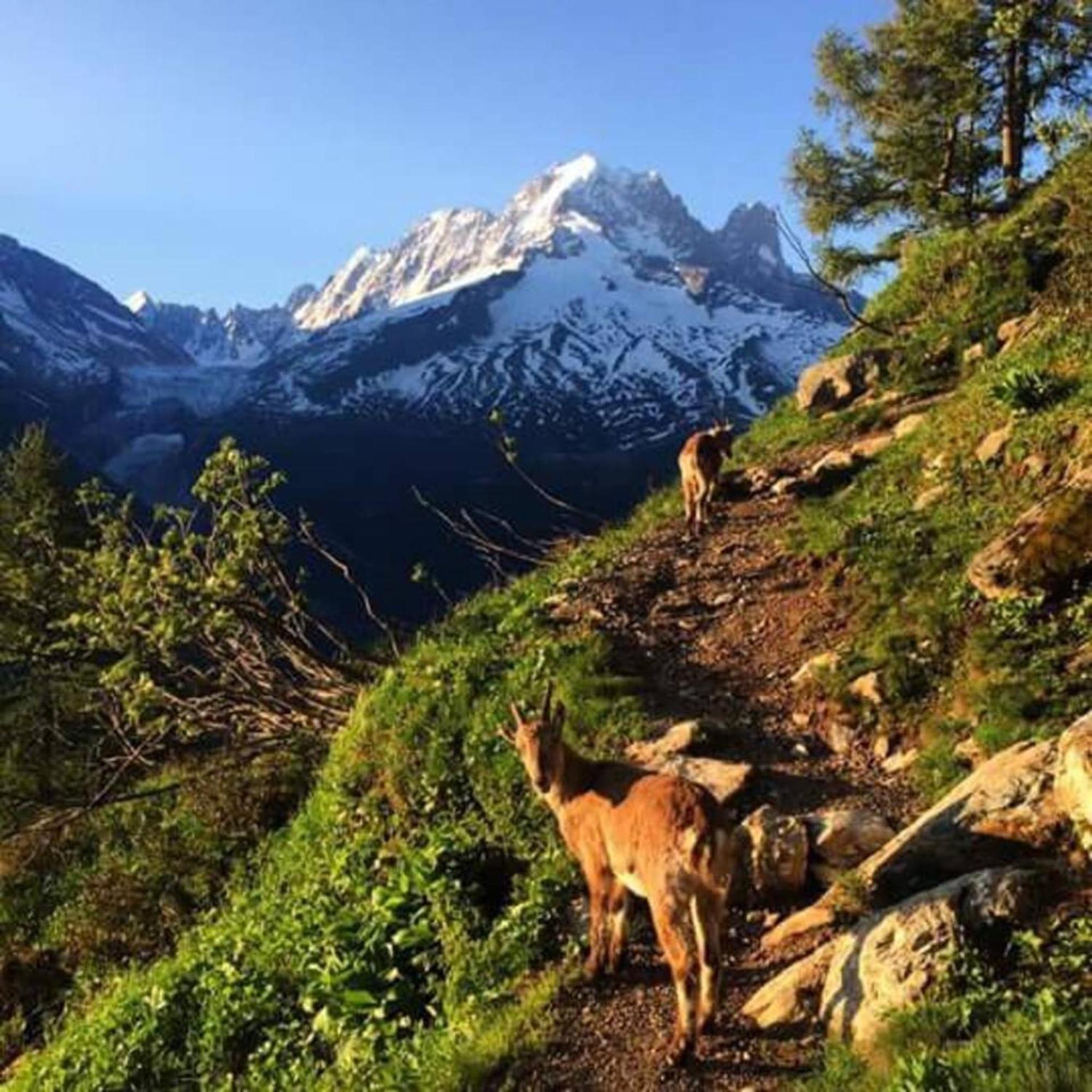 Cosy A Mont Blanc 30m² Local A Skis Chamonix