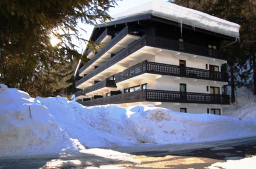 Androsace * Chamonix