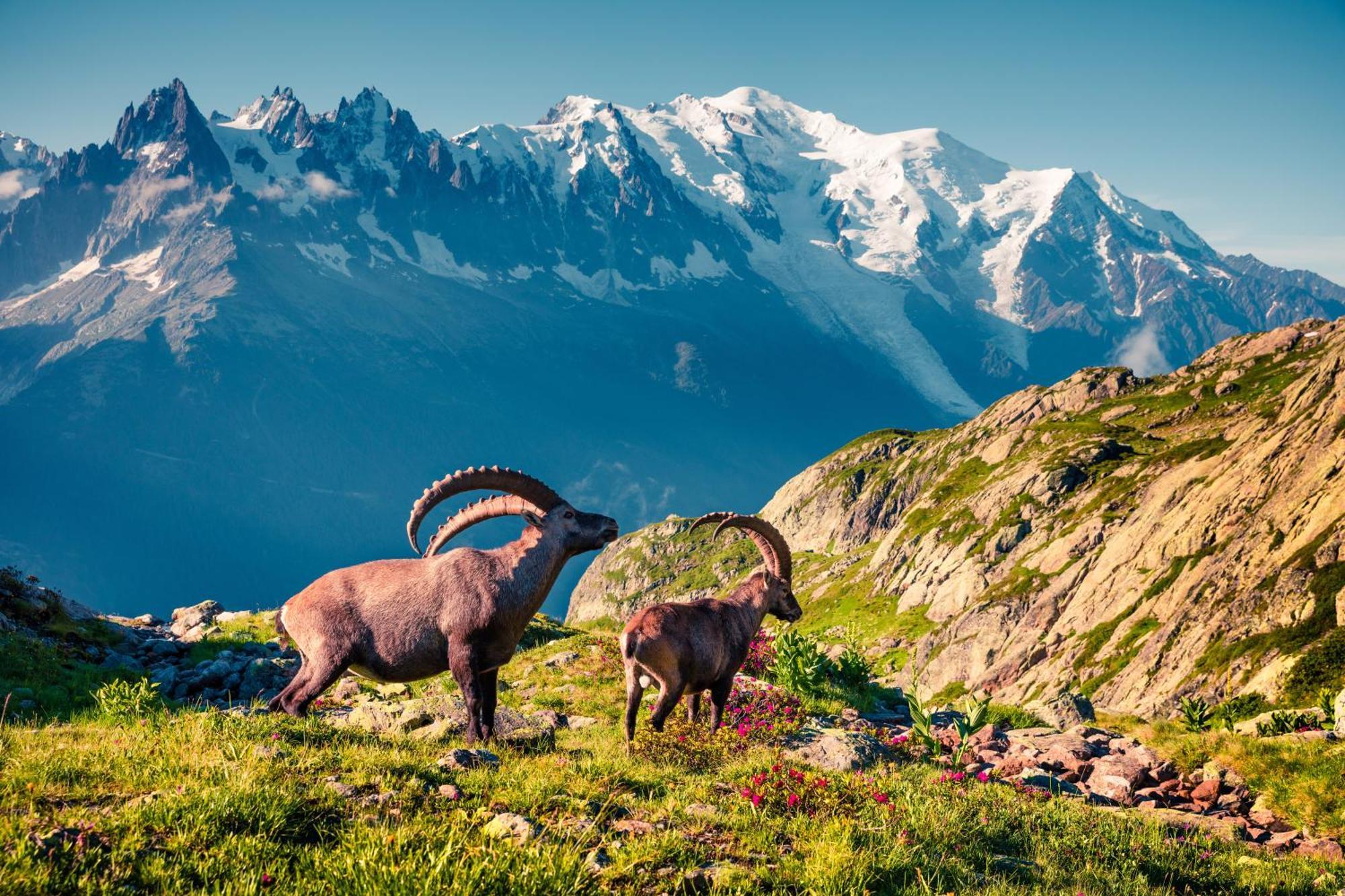 Grand Roc - Campanules 506 - Happy Chamonix