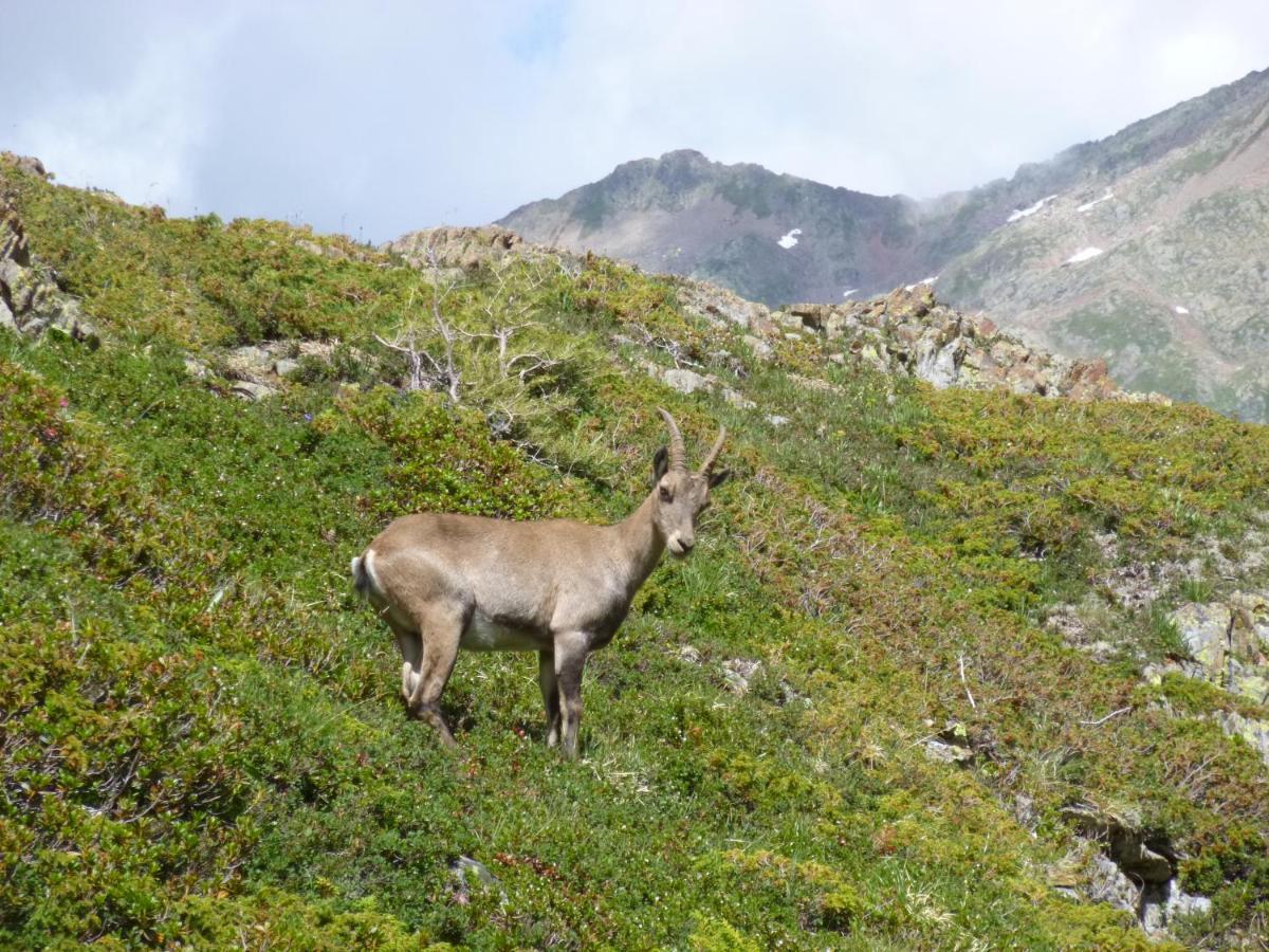 Capucine * Chamonix