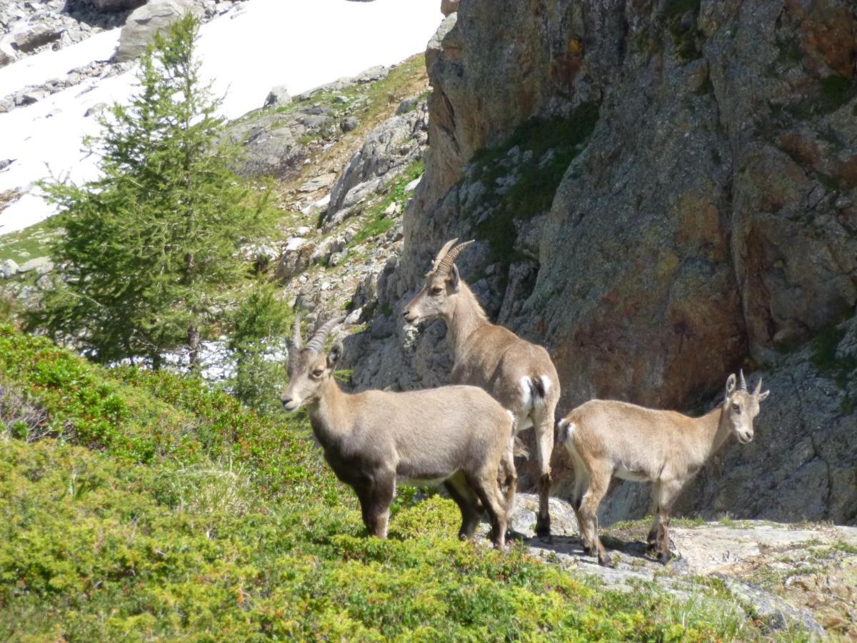 Capucine * Chamonix