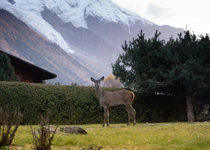Chalet La Pagode, Vue Mont-Blanc Et Jardin Prive