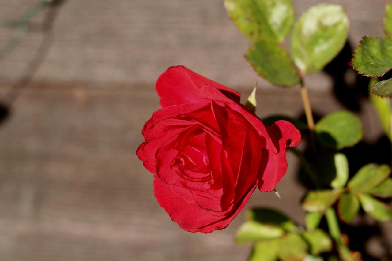 Alpine Rose * Chamonix