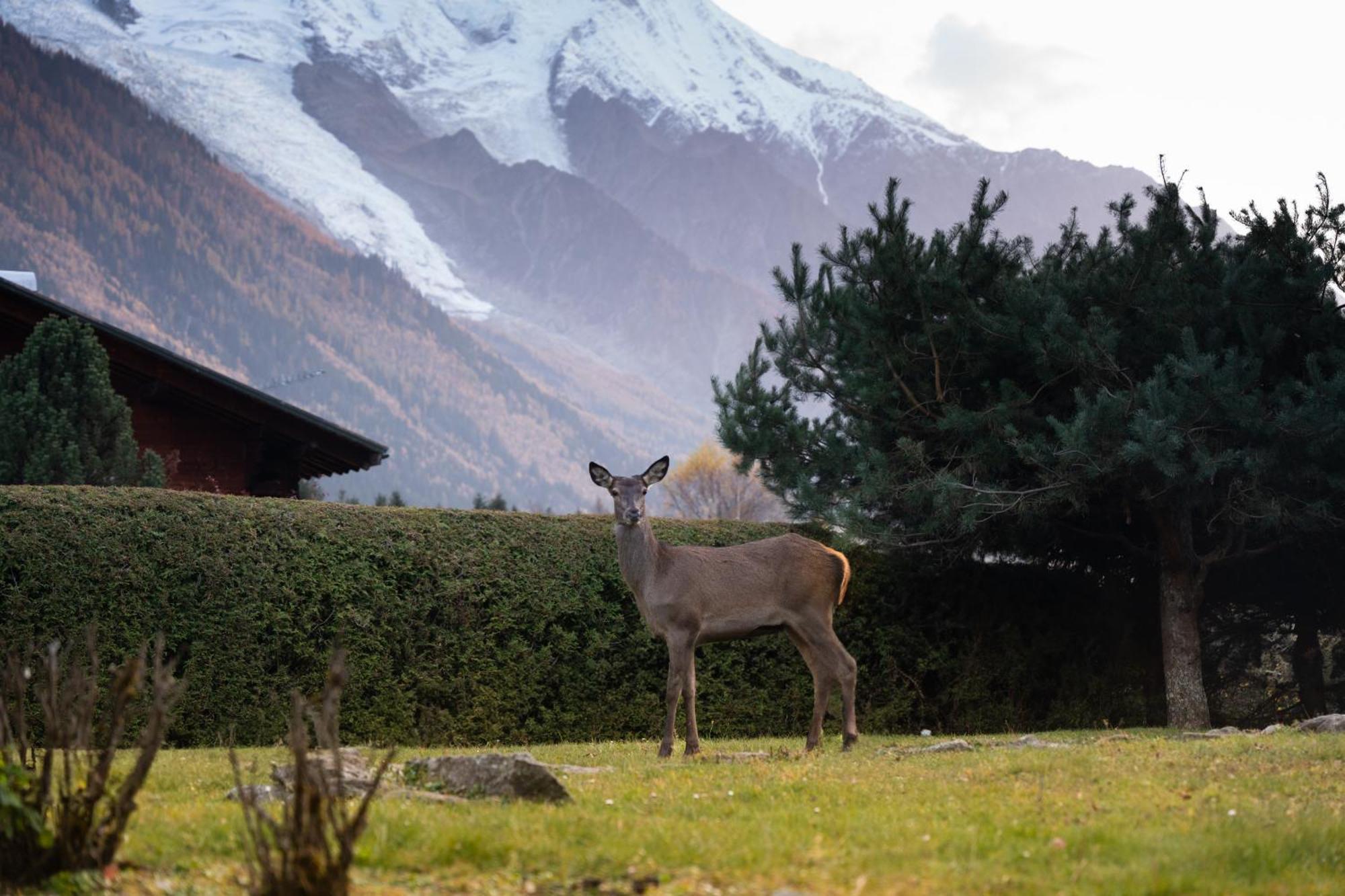 La Pagode, Vue Mont-blanc Et Jardin Prive Apartment *