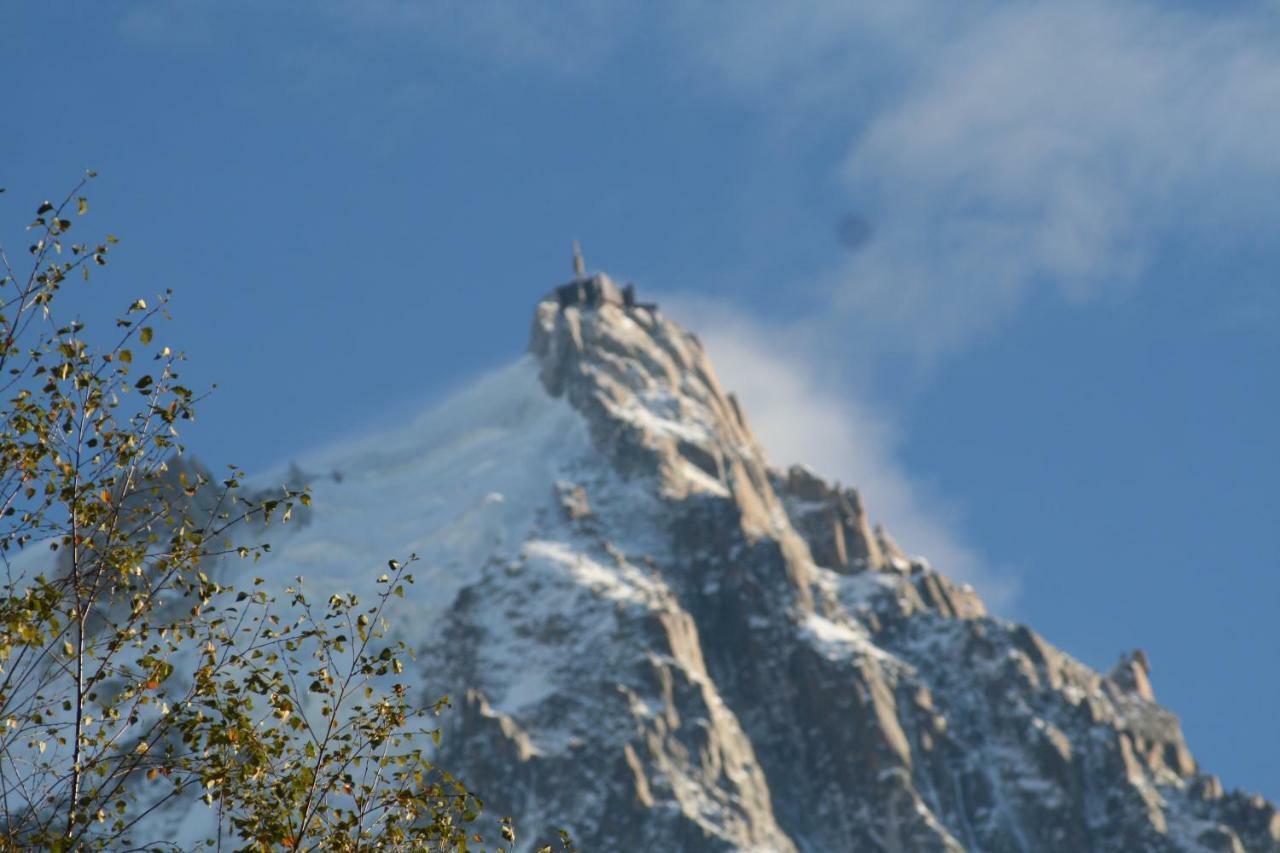 Alpine Rose *