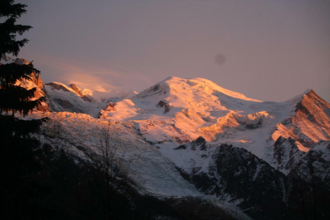 Alpine Rose * Chamonix