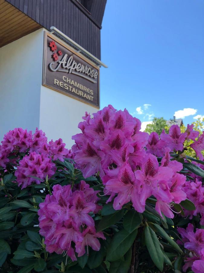 Alpenrose